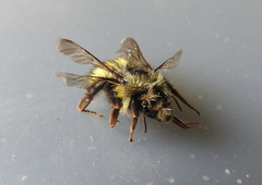 Bombus mixtus