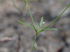 Eriogonum spergulinum