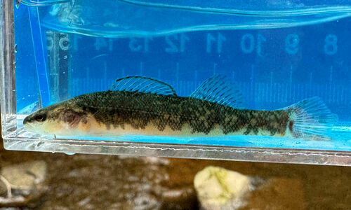 Cumberland arrow darter (Etheostoma sagitta) — Percidae — 4