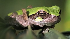 Hyla avivoca ogechiensis