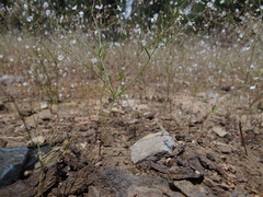 Eriogonum spergulinum