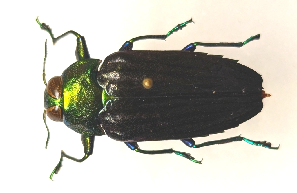 Colobogaster cayennensis