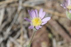 Erigeron eatonii