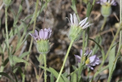 Erigeron eatonii