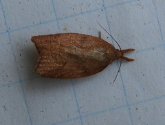 Cenopis reticulatana