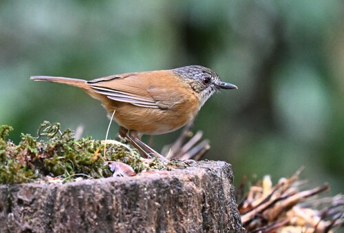 Temminck's Babbler (Pellorneum pyrrogenys), photo 7