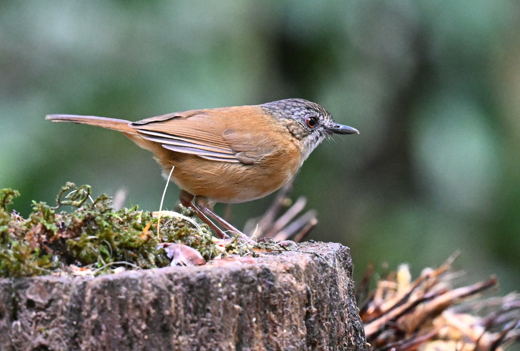 Temminck's Babbler (Pellorneum pyrrogenys), photo 7