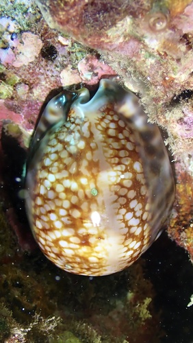 Mauritia maculifera observed 2024-11-19