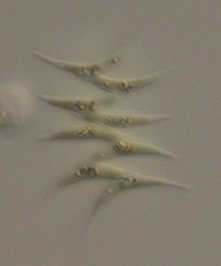 Tetradesmus dimorphus