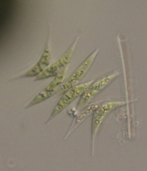 Tetradesmus dimorphus