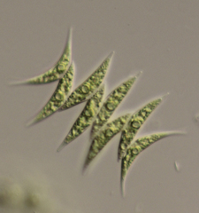 Tetradesmus dimorphus