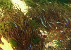 Chondracanthus chamissoi