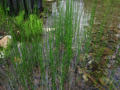 Equisetum variegatum