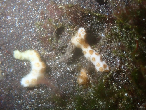Pointed Pencil Coral