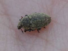 Larinus minutus
