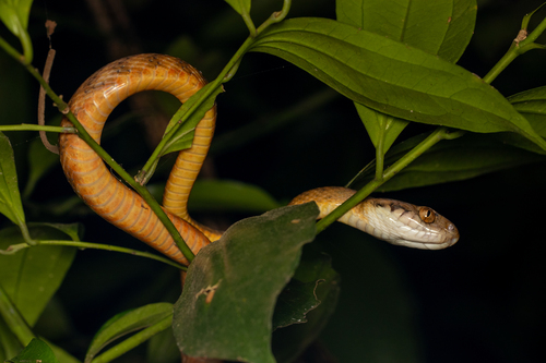 Brown Tree Snake sighting