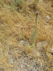 Epilobium densiflorum