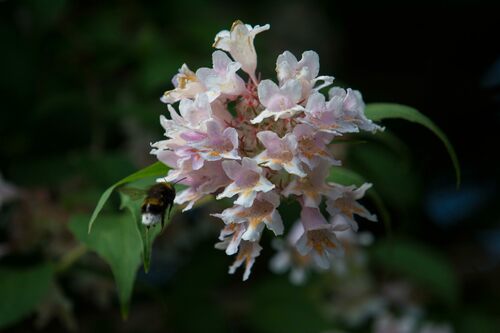 Kolkwitzia amabilis
