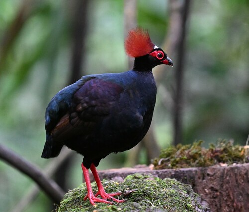 Crested Partridge (Rollulus rouloul), photo 6