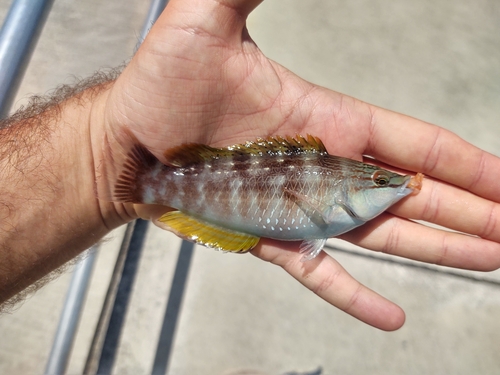 Japanese wrasse (Pseudolabrus japonicus) — Labridae — 5
