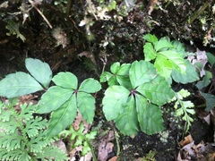 Tetrastigma obtectum