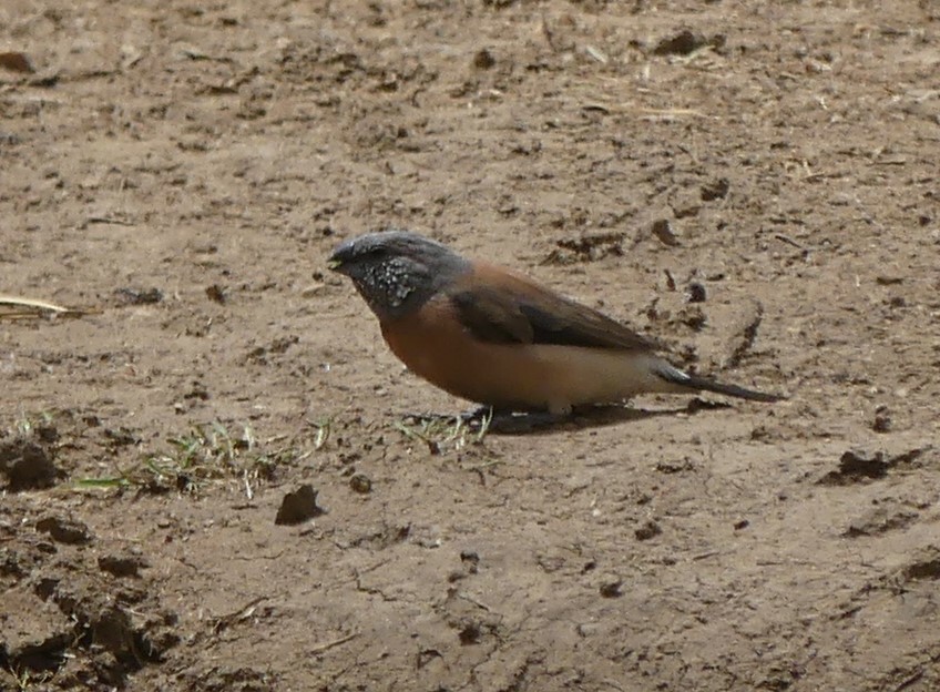 Grey-headed Silverbill illustration