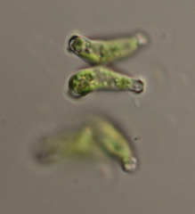 Scenedesmus producto-capitatus