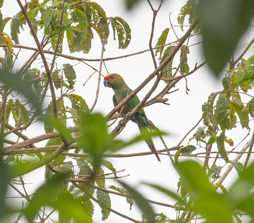 Golden-capped Parakeet