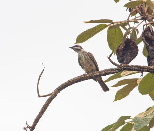 Variegated Flycatcher