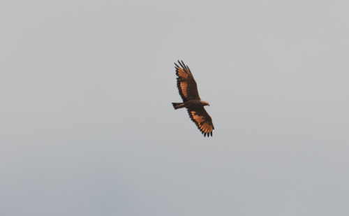 Savanna Hawk