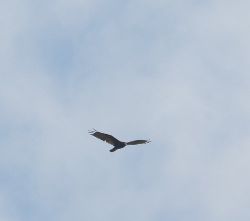 Turkey Vulture