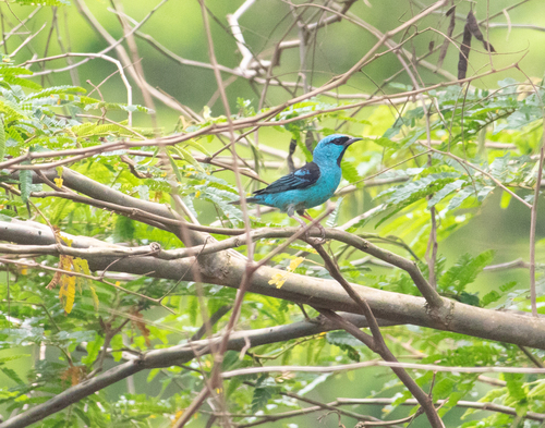 Blue Dacnis