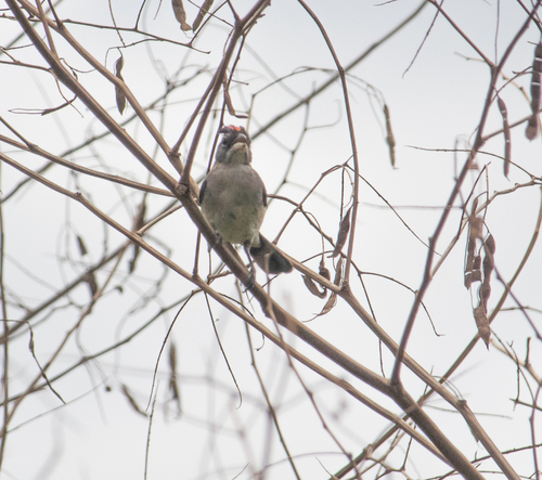 Pileated Finch