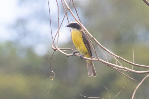Social Flycatcher