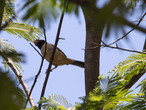 Black-throated Saltator