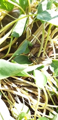 Bombus fervidus