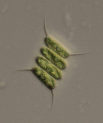 Desmodesmus communis