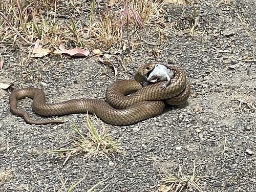 Eastern Brown Snake sighting