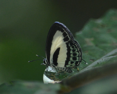 Nacaduba cyanea