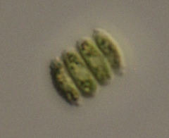 Scenedesmus