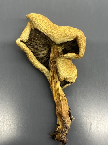 Puokštinė kelmabudė nuotrauka