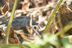 Sceloporus occidentalis biseriatus