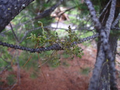 Arceuthobium americanum