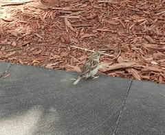 Passer domesticus