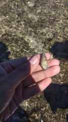 Rhinoclavis sinensis