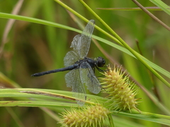 Celithemis verna