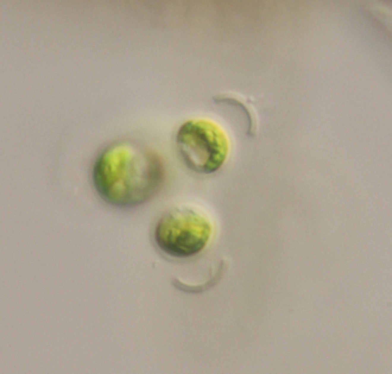 Schizochlamys compacta