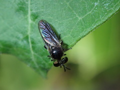 Cerotainia