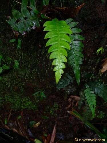 Blechnum lherminieri