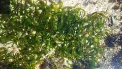 Hydrocharitaceae